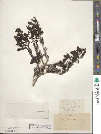 Keckiella antirrhinoides subsp. antirrhinoides image