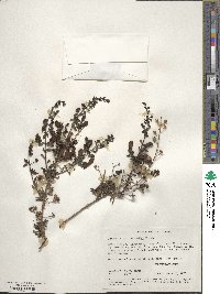 Keckiella antirrhinoides subsp. antirrhinoides image