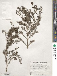 Keckiella antirrhinoides subsp. antirrhinoides image