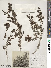 Keckiella antirrhinoides subsp. antirrhinoides image