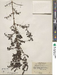 Keckiella antirrhinoides subsp. antirrhinoides image