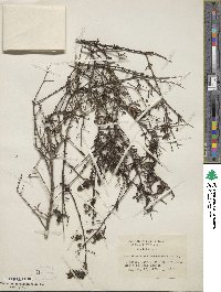 Keckiella antirrhinoides subsp. antirrhinoides image