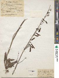 Penstemon barbatus image