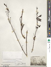 Penstemon barbatus var. torreyi image