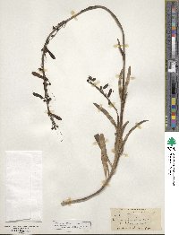 Penstemon labrosus image