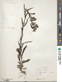 Penstemon barbatus image