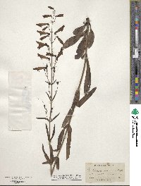 Penstemon barbatus image