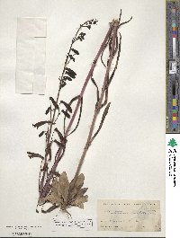 Penstemon barbatus image