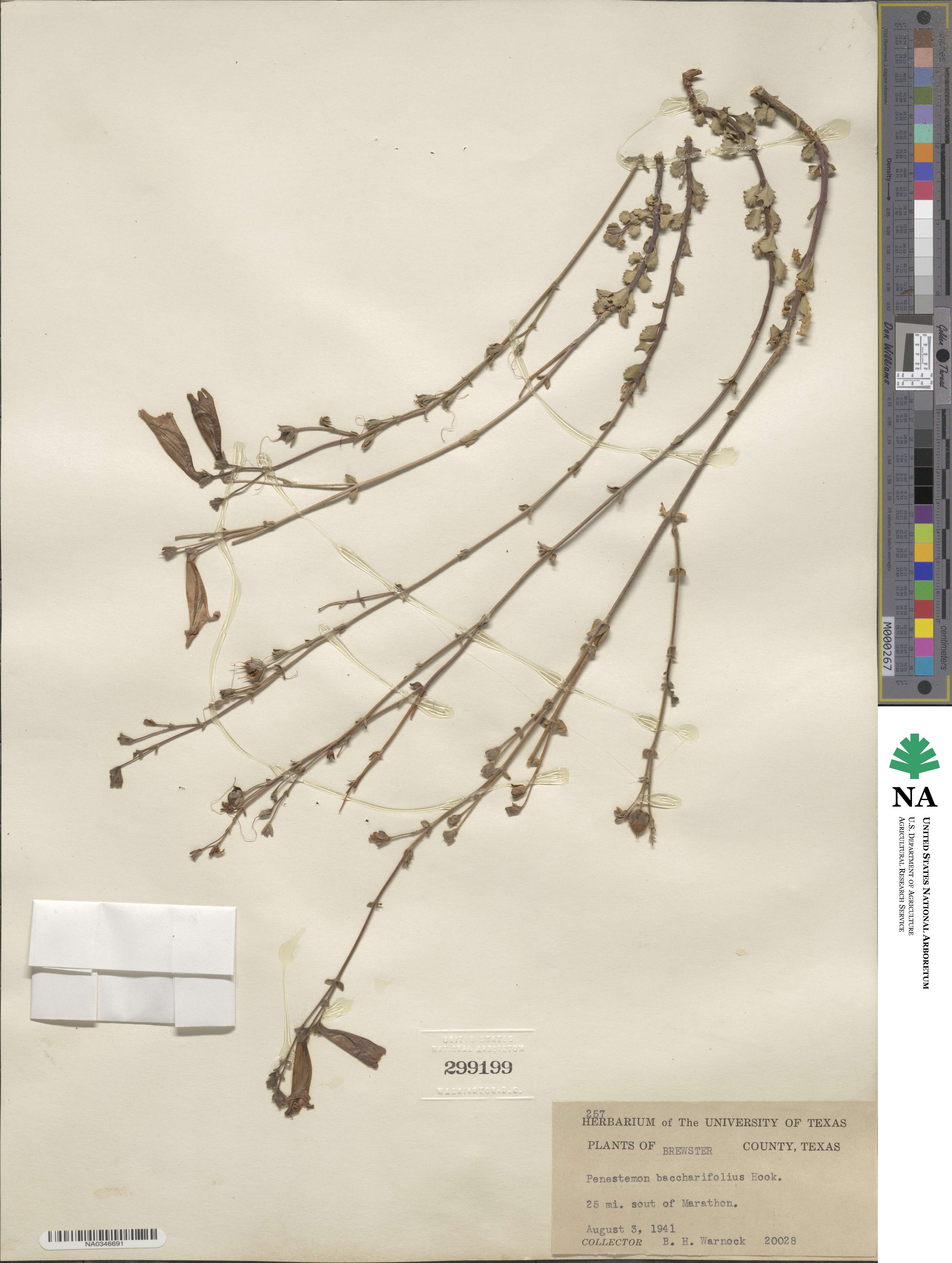 Penstemon baccharifolius image