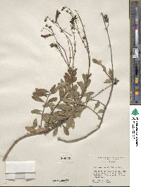 Penstemon baccharifolius image