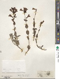 Penstemon azureus image