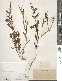 Penstemon azureus image