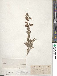 Penstemon azureus image