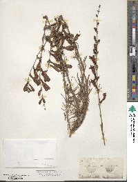 Penstemon azureus image