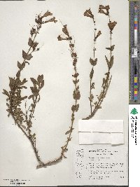 Penstemon azureus image