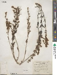 Penstemon azureus image