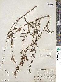 Penstemon azureus image