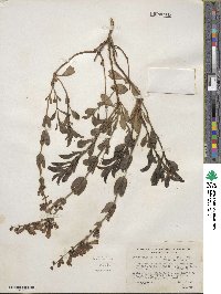 Penstemon azureus image