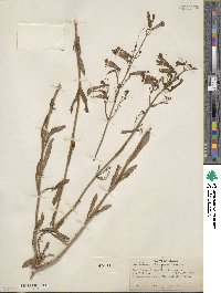 Penstemon rostriflorus image