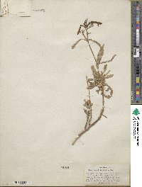 Penstemon rostriflorus image