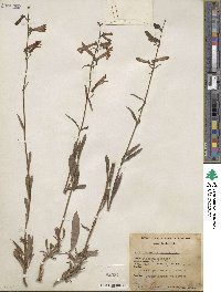 Penstemon rostriflorus image