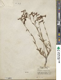 Penstemon rostriflorus image