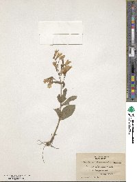 Image of Penstemon brevisepalus