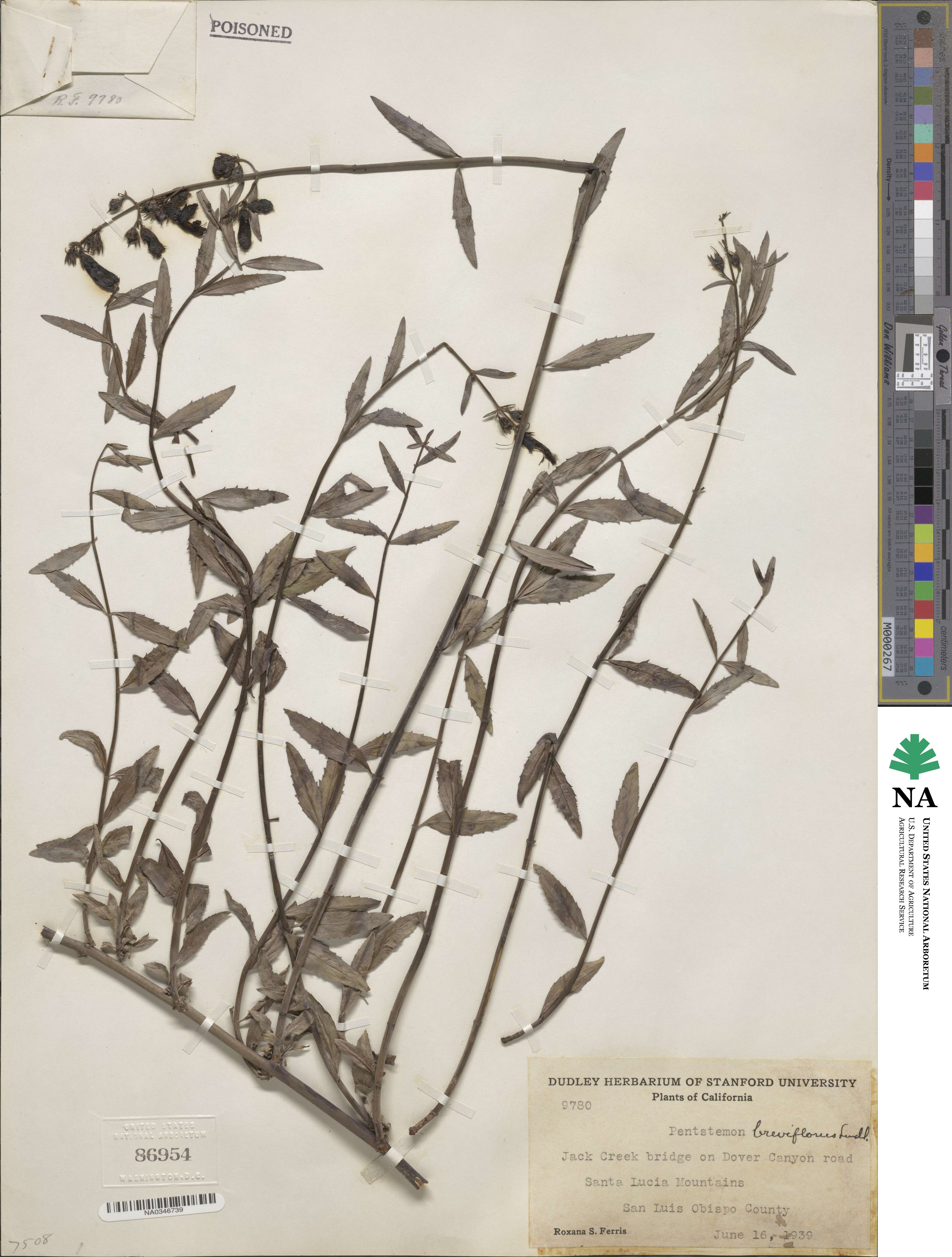 Keckiella breviflora image