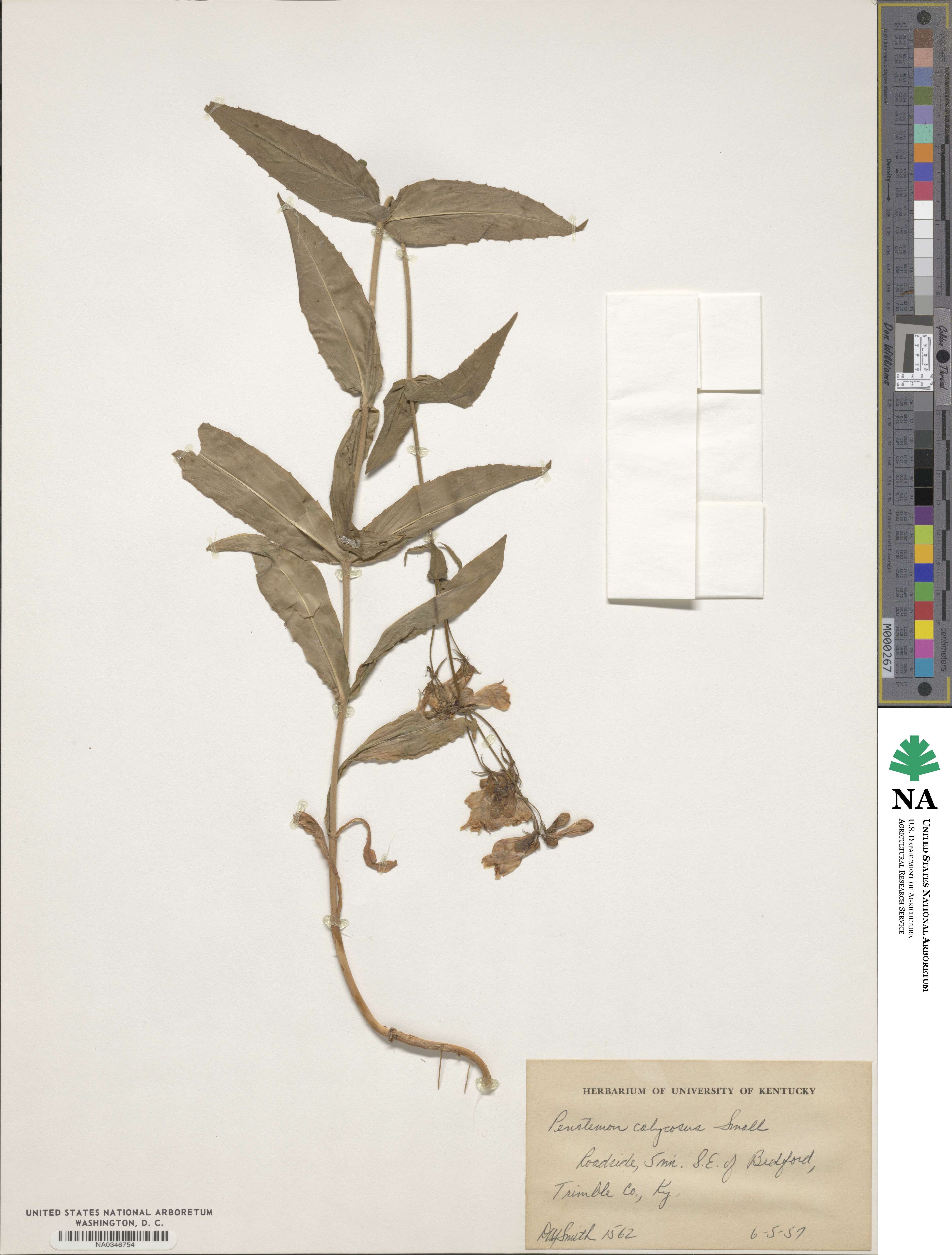 Penstemon calycosus image