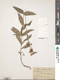 Image of Penstemon calycosus