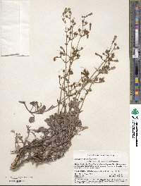 Image of Penstemon caesius