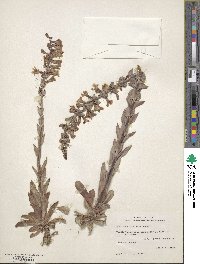 Image of Penstemon buckleyi