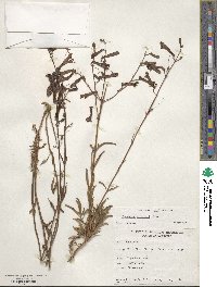 Penstemon rostriflorus image