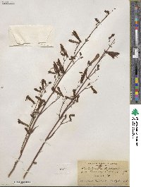 Penstemon rostriflorus image