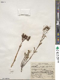 Penstemon rostriflorus image