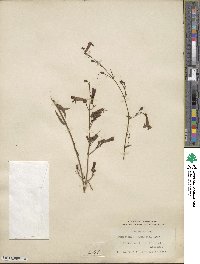 Penstemon rostriflorus image