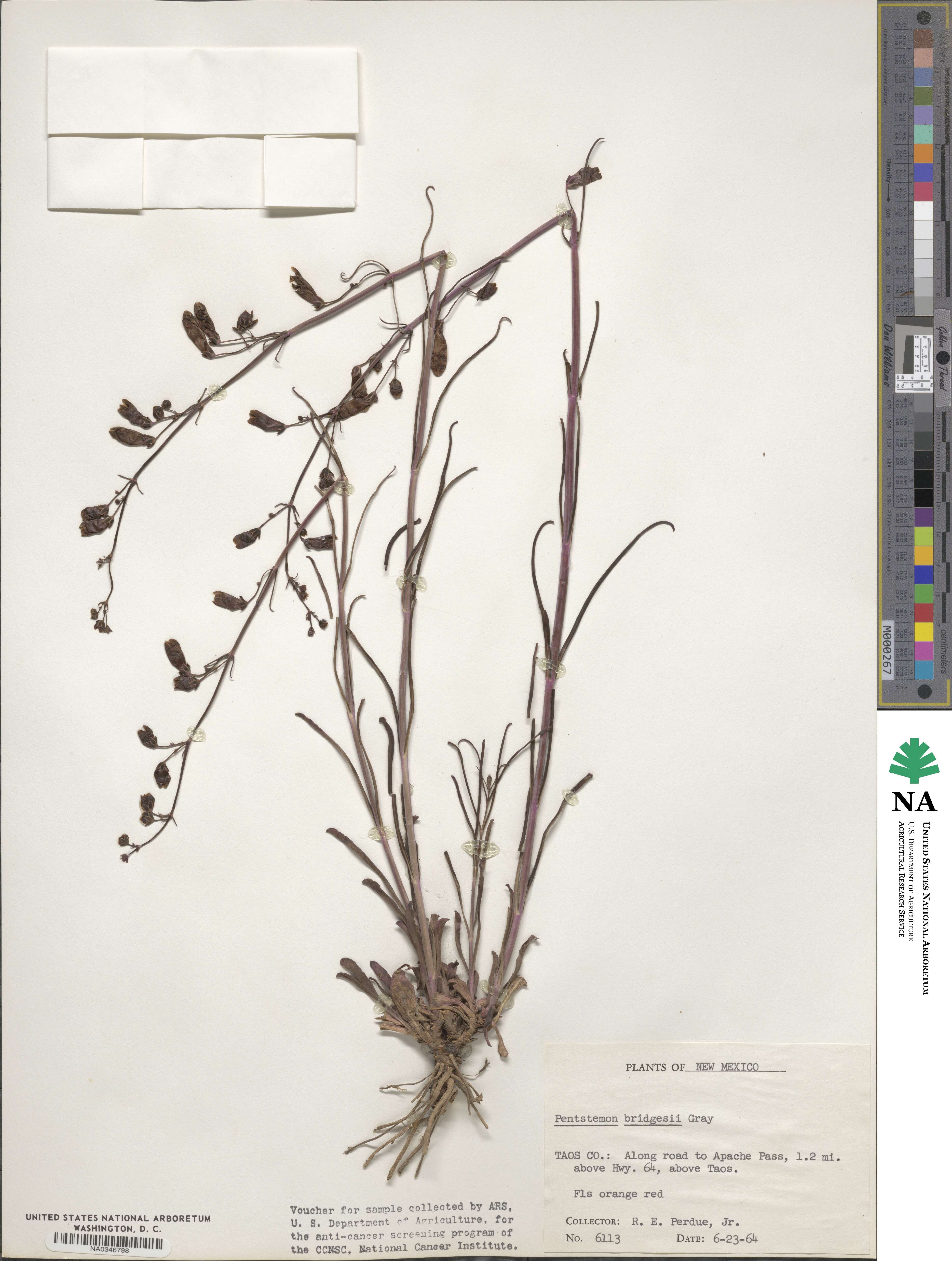 Penstemon rostriflorus image