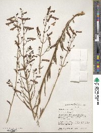 Penstemon rostriflorus image