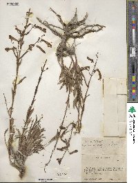 Penstemon rostriflorus image