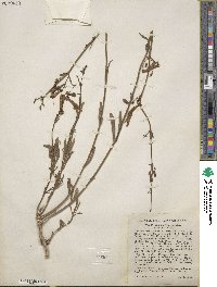 Penstemon rostriflorus image