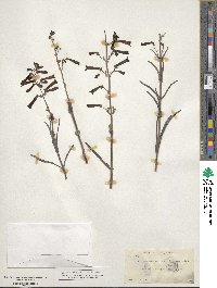 Penstemon centranthifolius image