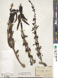 Penstemon centranthifolius image