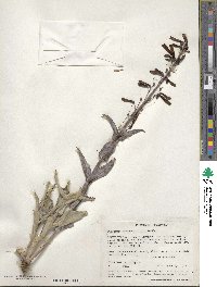 Penstemon centranthifolius image