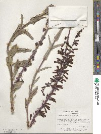 Penstemon centranthifolius image