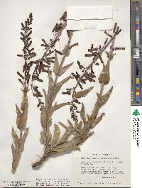 Penstemon centranthifolius image