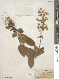 Penstemon canescens image