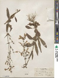 Penstemon canescens image