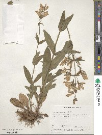 Penstemon canescens image