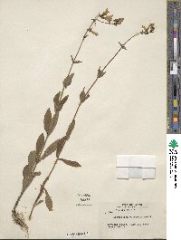 Penstemon canescens image