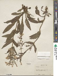 Penstemon canescens image